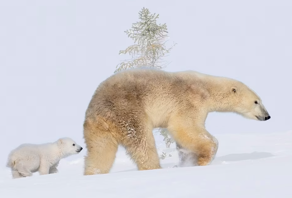 北極熊│媽媽│寶寶│可愛│崩潰媽媽