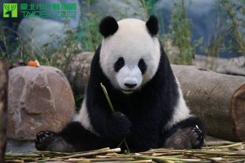 團團|貓熊|大貓熊|台北市立動物園|動物園