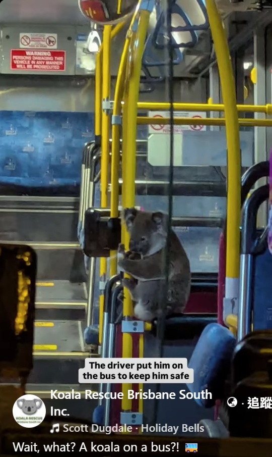 澳洲|無尾熊|迷路|公車司機|救援|搭公車|動保人員