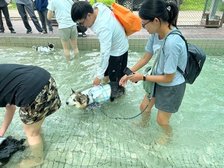 寵物用戲水池