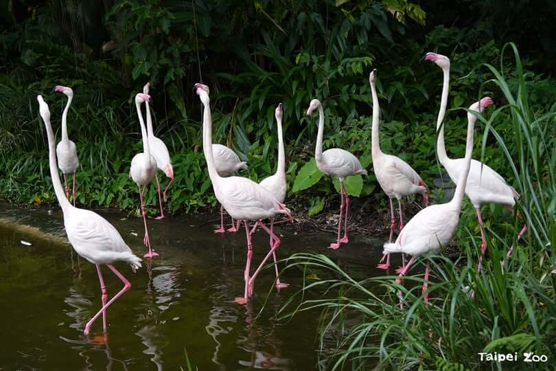 臺北市立動物園