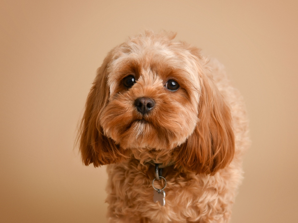 施打狂犬病疫苗
