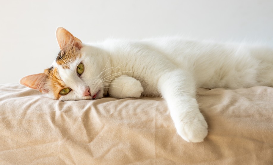 寵物寶寶|貓踏踏