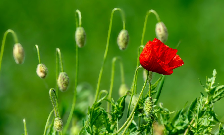 立春|立春求好運